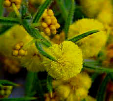 Acacia Barbinervis