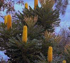 Bull Banksia