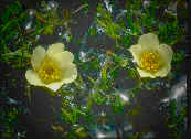 Australian Wildflower