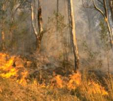 Burning off the dry grasses