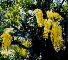 Dendrobian Speciosum