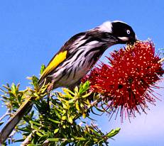 Another of the many native nectar lovers!