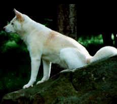 White Dingo, Northern Territory