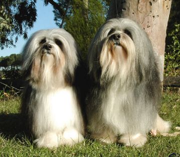 Sacha (left), pictured with her sire multi BIS Aust. Grand Ch. Chinaroad Flying Colours