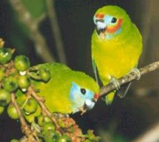 Double-eyed Fig Parrots