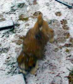 Lorraine Emerton of NSW with her "snow kids"