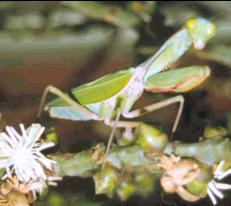 A Praying Mantis