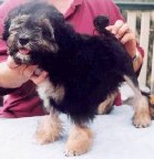 BABY PUPPY IN SHOW - Toepacoe Rapadash, owned by A & G Field