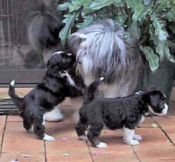 Solo aged 15 months, with two of his 5 weeks old daughters