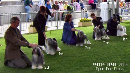 Open Dog Class