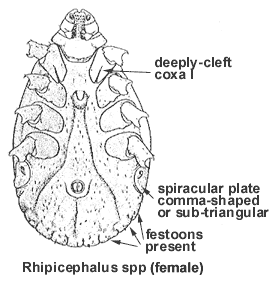 source: Cooley RA (1938, 1946) and Cooley and Kohls (1944a, 1944b, 1945) 