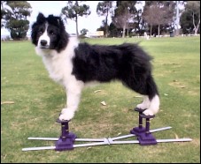 Superb Border Collie puppy in training